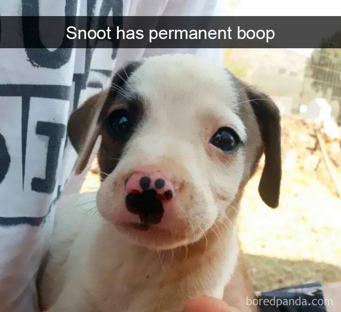 Funny Dog Snap