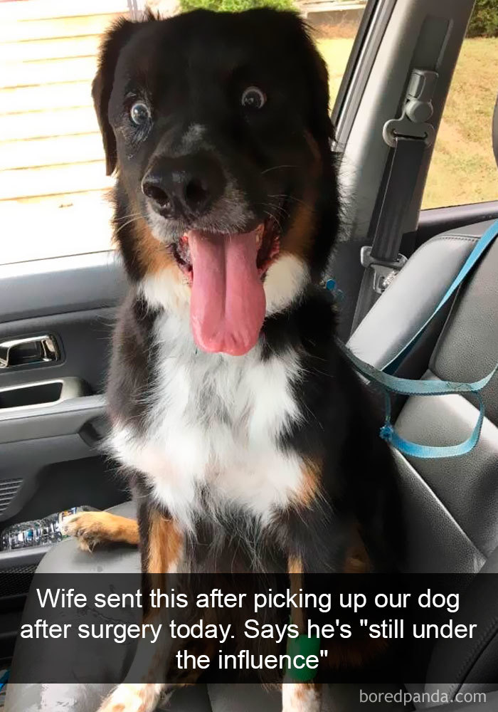 Funny Dog Snap