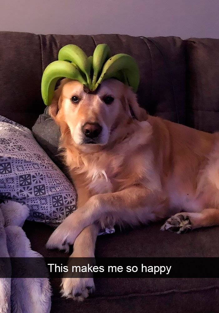 Funny Dog Snap