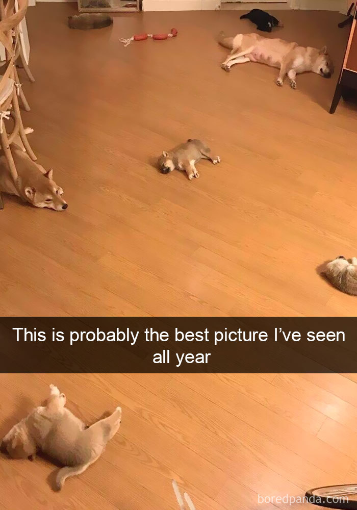 Funny Dog Snap