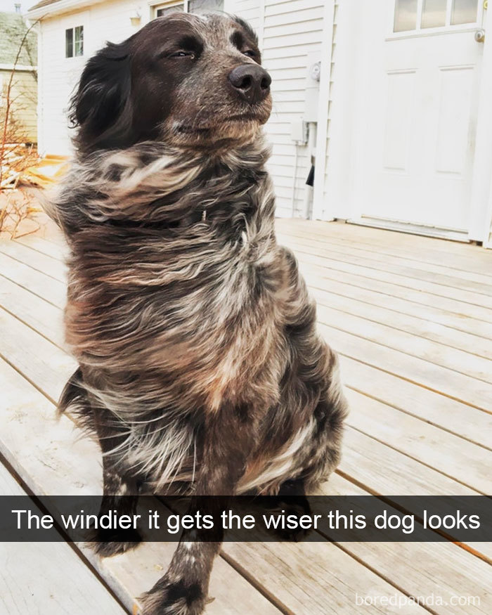 Funny Dog Snap