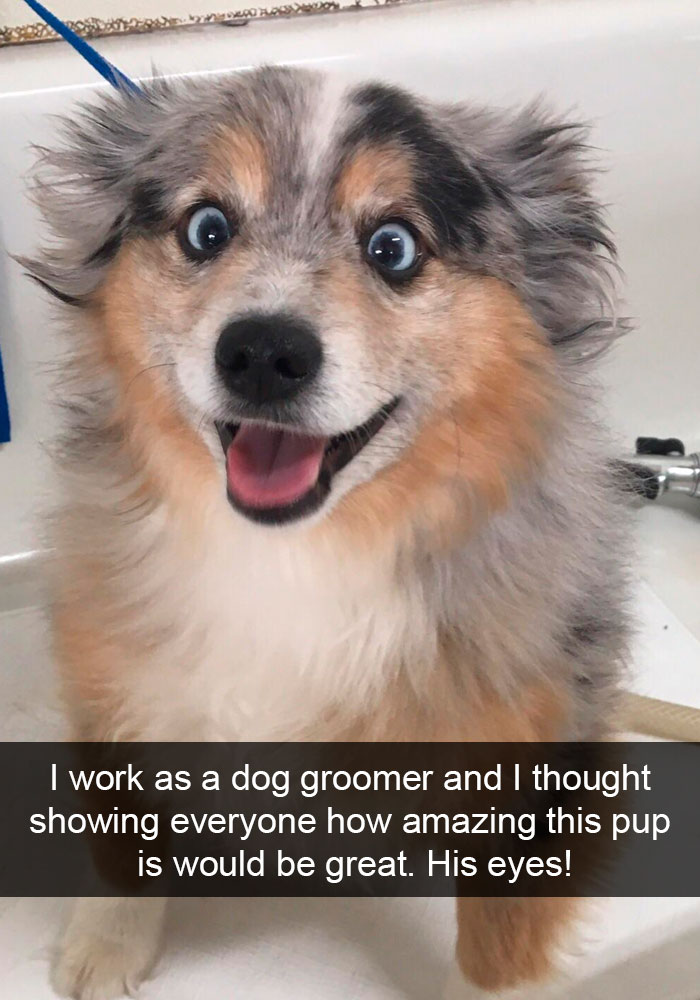 Funny Dog Snap