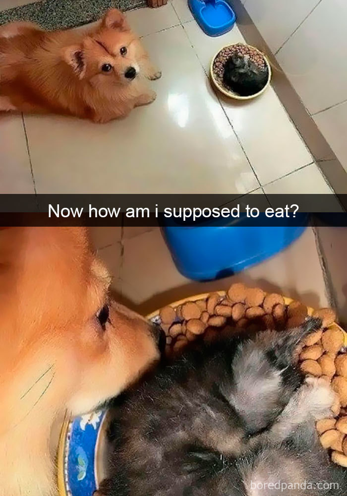 Funny Dog Snap