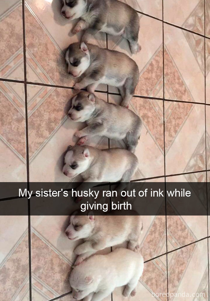 Funny Dog Snap