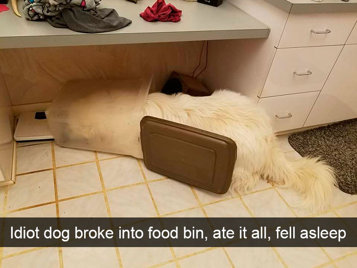 Funny Dog Snap