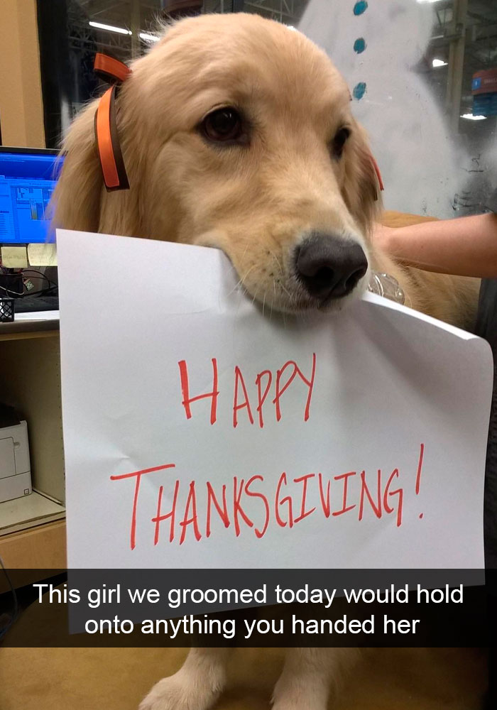 Funny Dog Snap
