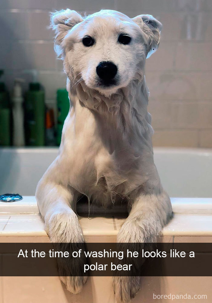 Funny Dog Snap