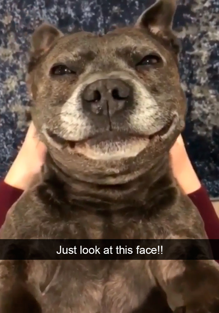 Dogs-Funny-Snapchats