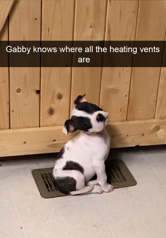 Dogs-Funny-Snapchats