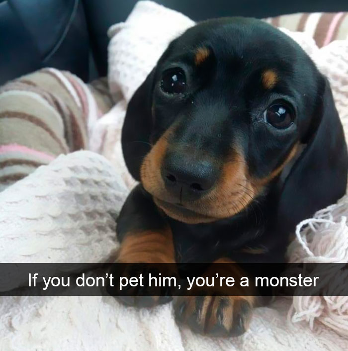 Dogs-Funny-Snapchats