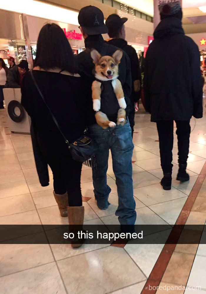 Dogs-Funny-Snapchats