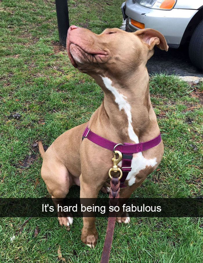 Dogs-Funny-Snapchats