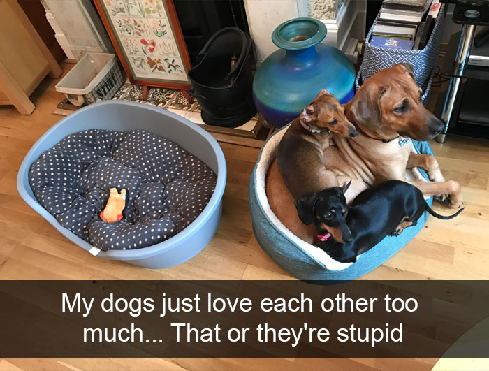 Dogs-Funny-Snapchats