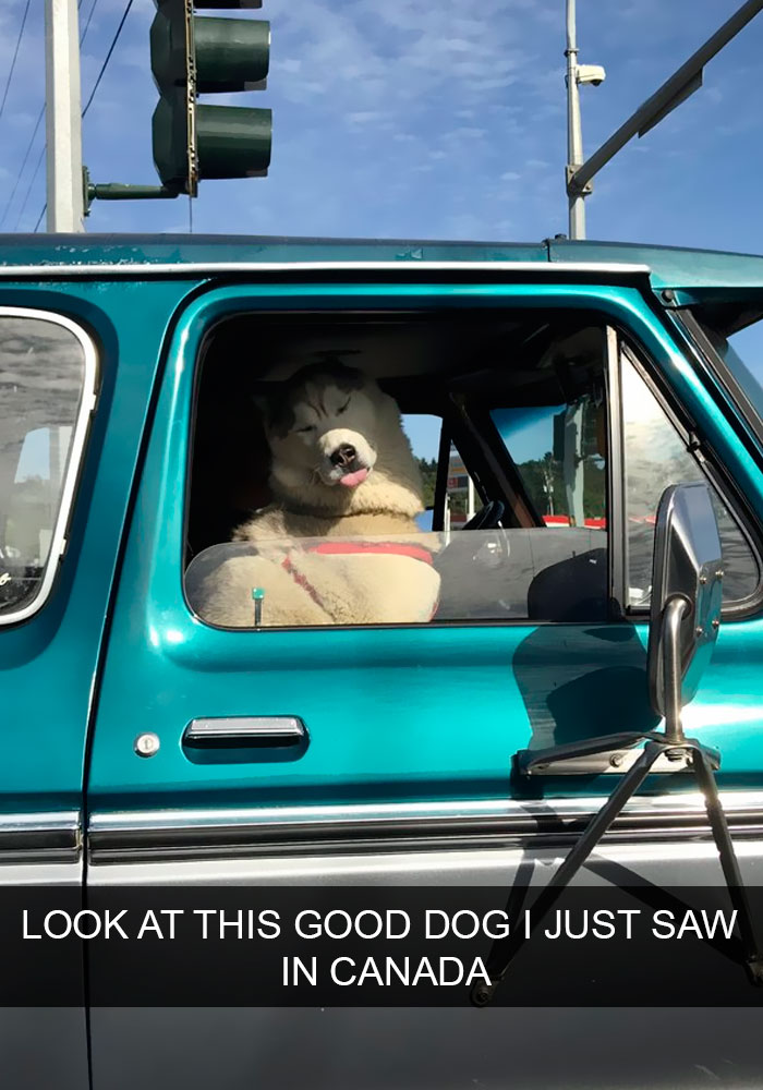 Dogs-Funny-Snapchats