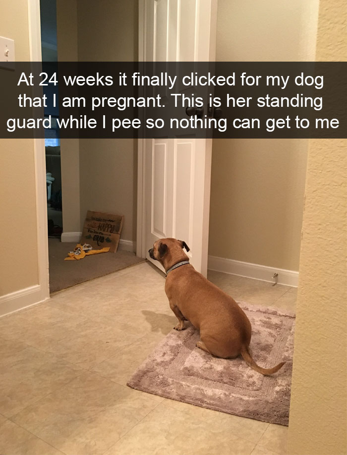 Dogs-Funny-Snapchats