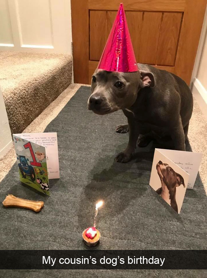 Dogs-Funny-Snapchats