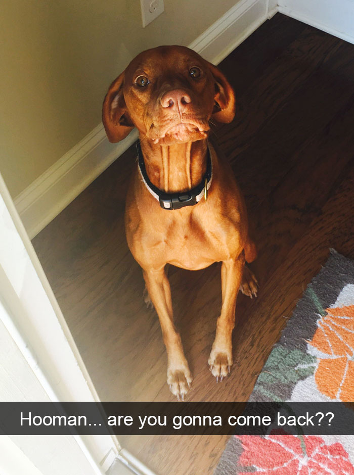 Dogs-Funny-Snapchats