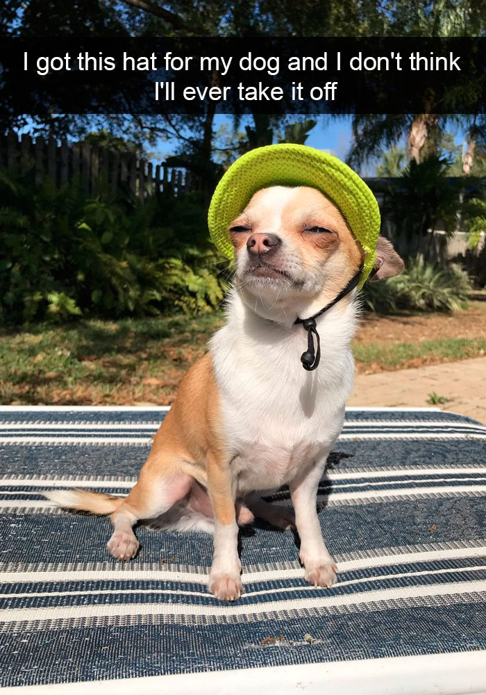 Dogs-Funny-Snapchats