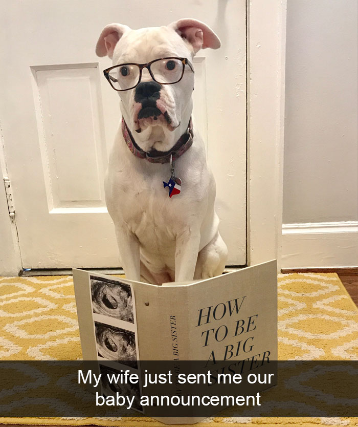 Dogs-Funny-Snapchats