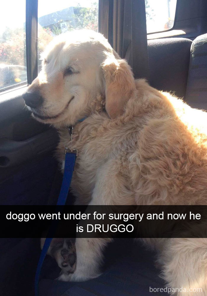 Dogs-Funny-Snapchats