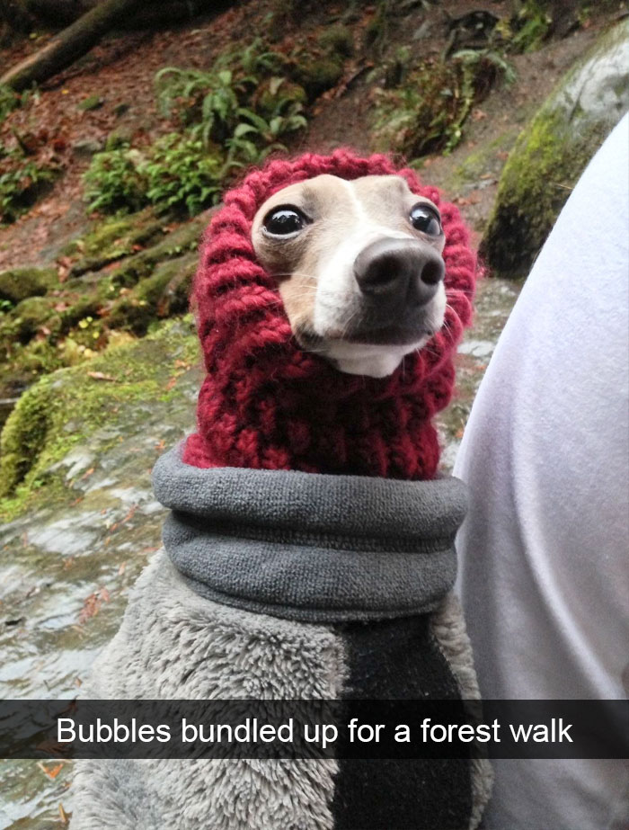 Dogs-Funny-Snapchats