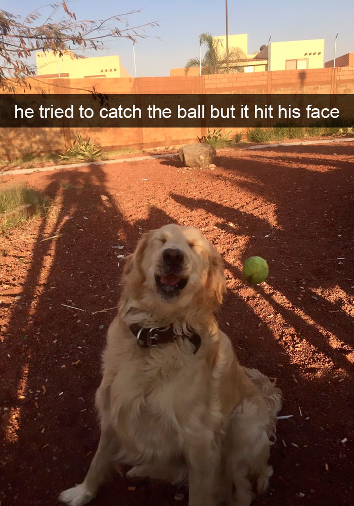 Dogs-Funny-Snapchats