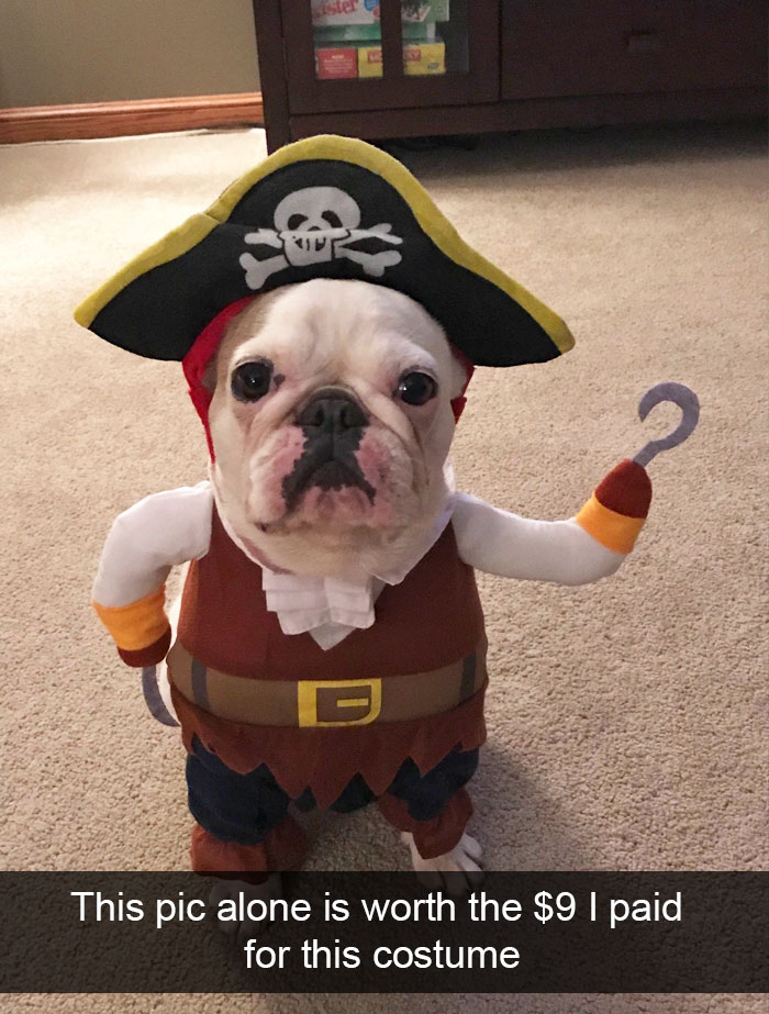 Dogs-Funny-Snapchats