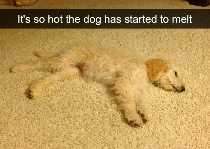 Dogs-Funny-Snapchats
