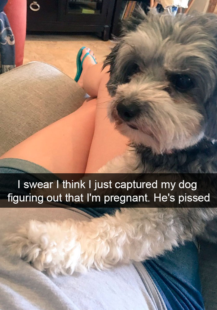 Dogs-Funny-Snapchats