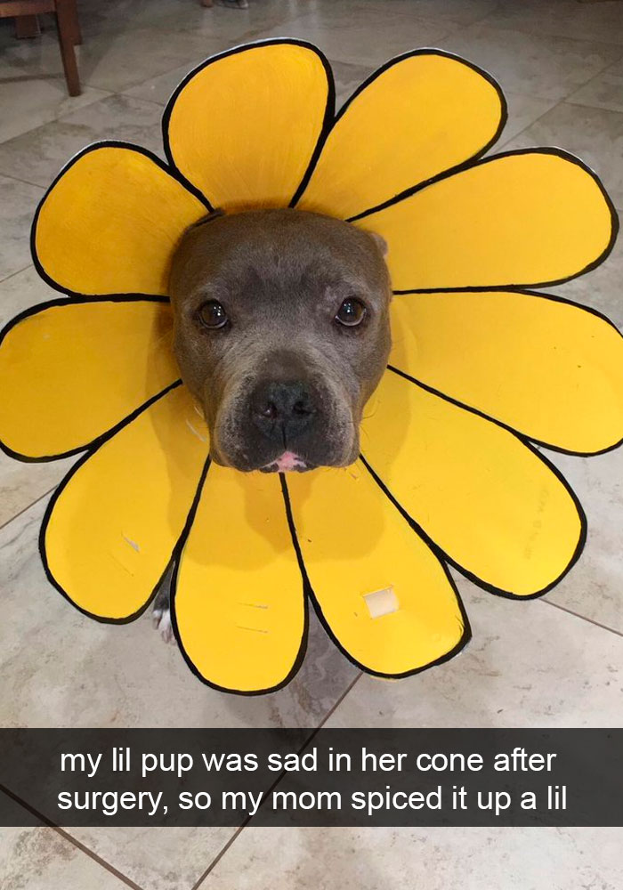 Dogs-Funny-Snapchats