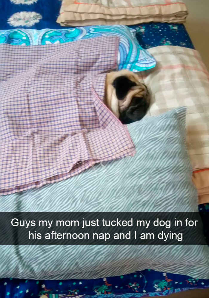 Dogs-Funny-Snapchats