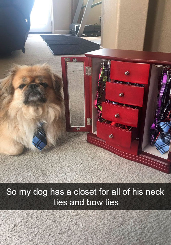Dogs-Funny-Snapchats