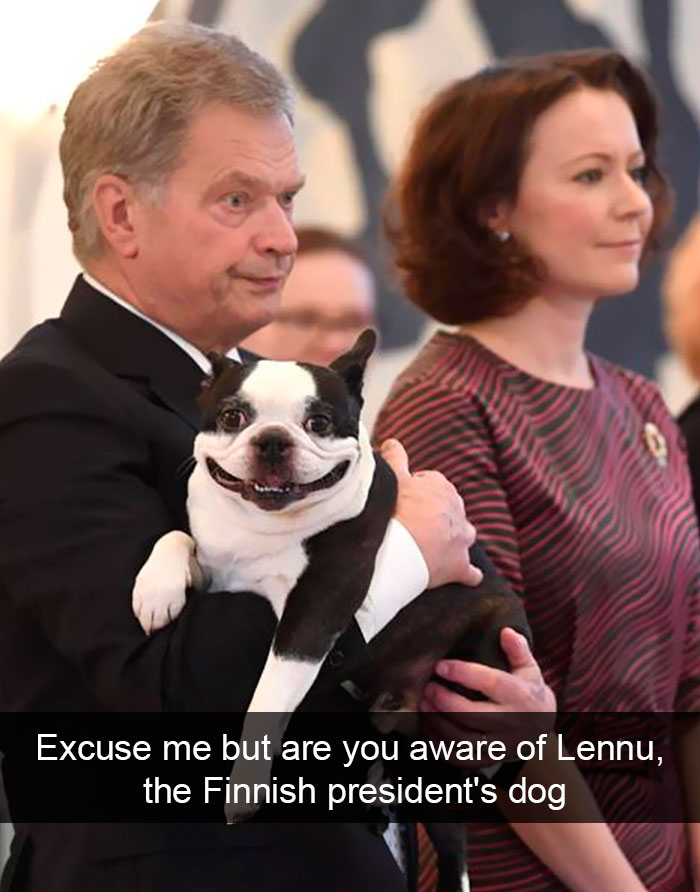 Dogs-Funny-Snapchats