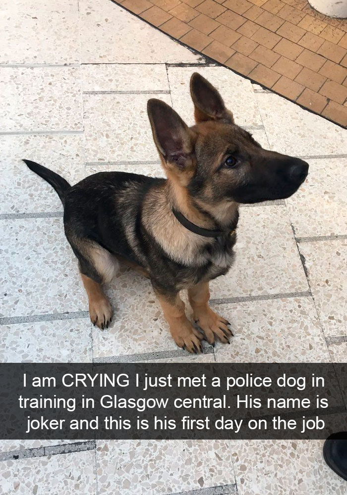 Dogs-Funny-Snapchats