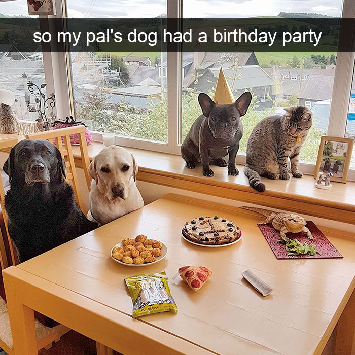 Dogs-Funny-Snapchats