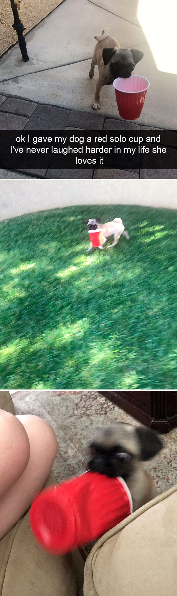 Dogs-Funny-Snapchats