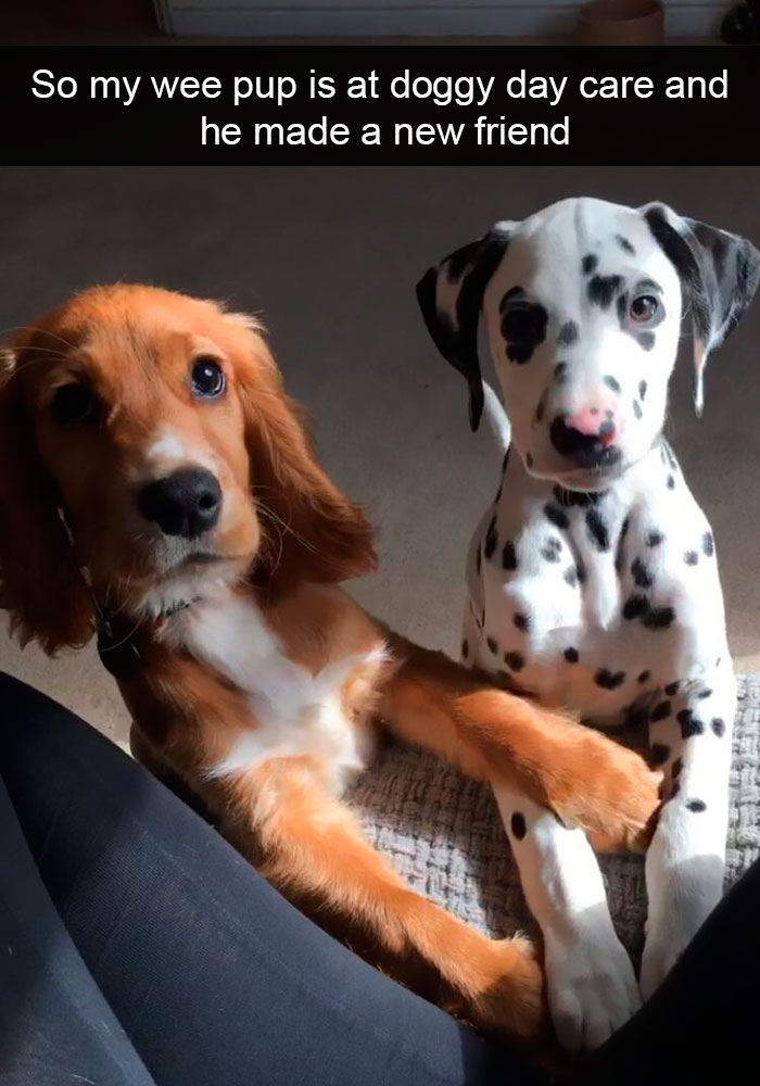 Dogs-Funny-Snapchats