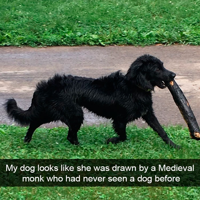 Dogs-Funny-Snapchats