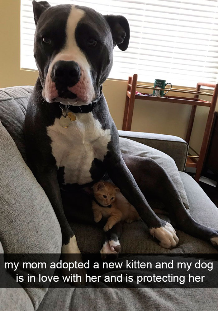 Dogs-Funny-Snapchats