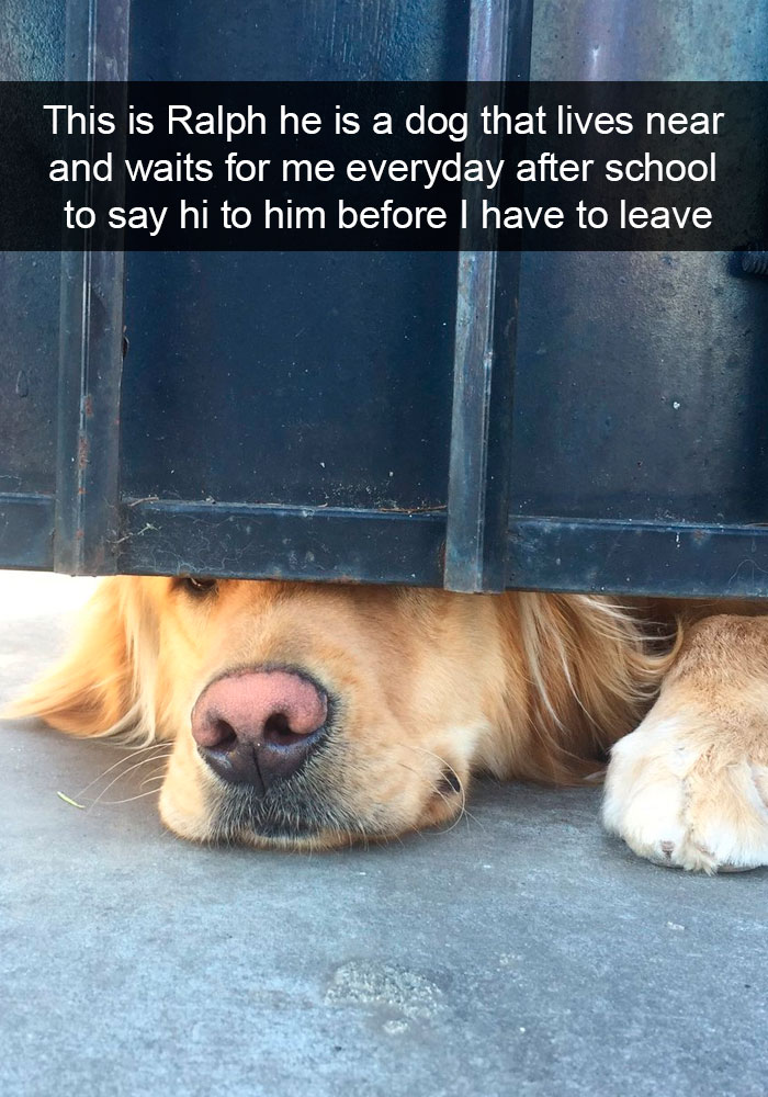 Dogs-Funny-Snapchats