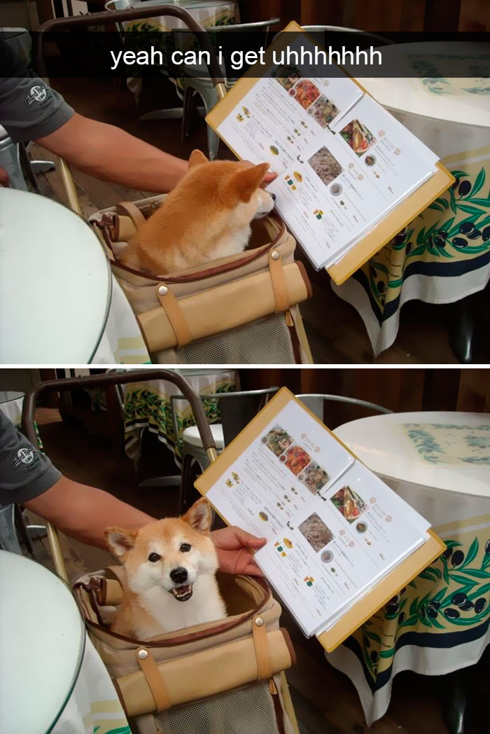 Dogs-Funny-Snapchats