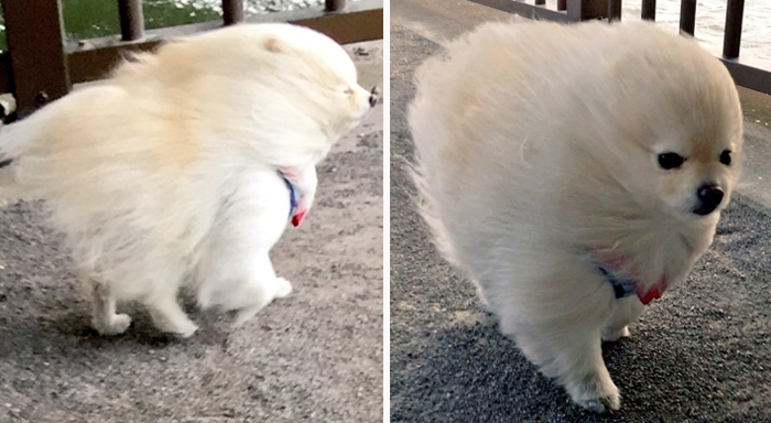 10+ Divertidos snapchats con perros con los que es imposible no reírse (4ª parte)