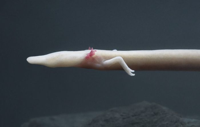 Olm Salamander