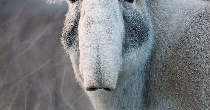 Photographer Spends 2 Years Photographing Animals That May Soon Be Extinct, And It Breaks Our Hearts