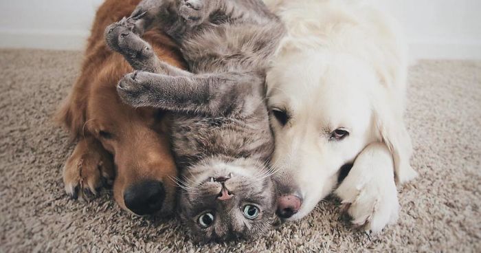Meet Three Best Friends – Two Dogs And A Cat Who Love Doing Everything Together