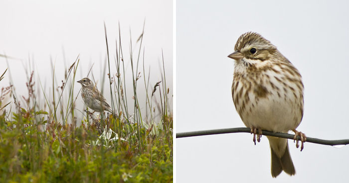 Sable Island Is A Hot-Spot For Migratory Birds