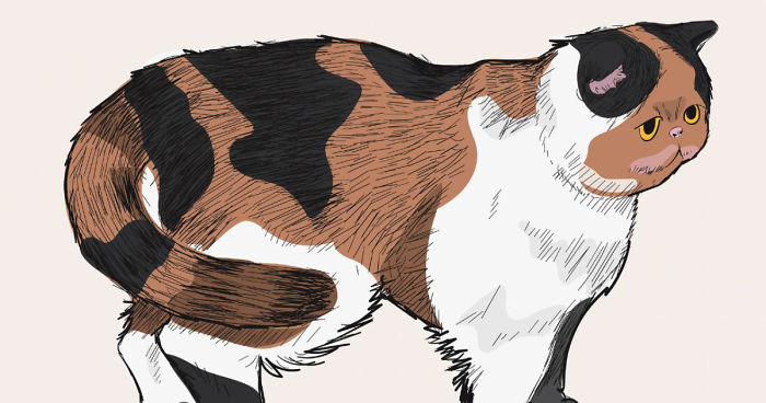 Our Designer Just Illustrated Different Types Of Cat Breeds And We Are Freaking Out By How Cute They Are