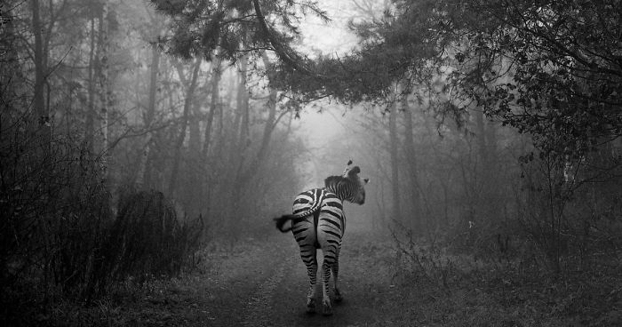 I “Free” Zoo Animals By Bringing Them Back To The Forest With Photoshop