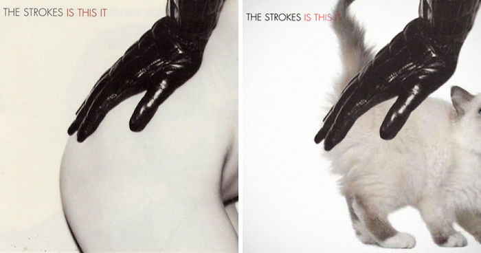 Someone Is Replacing Musicians With Cats In Famous Album Covers, And Result Is Better Than Original