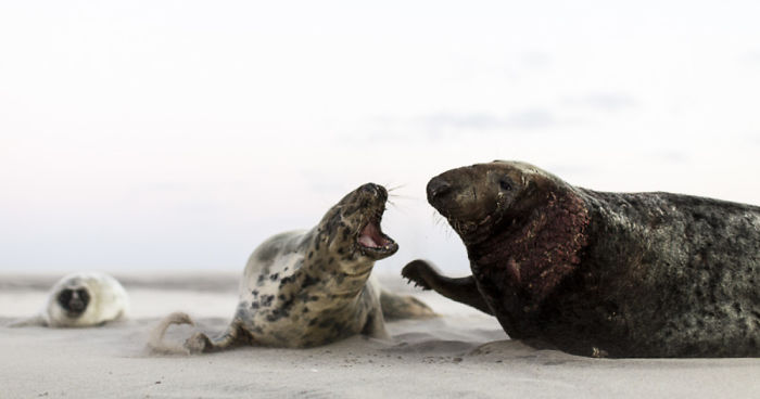 Sable Island Is The Host To The World’s Largest Single Grey Seal Breeding Colony